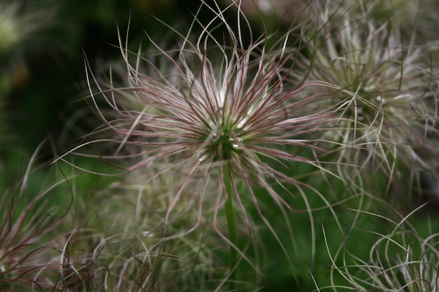 Foto close-up di un fiore bianco