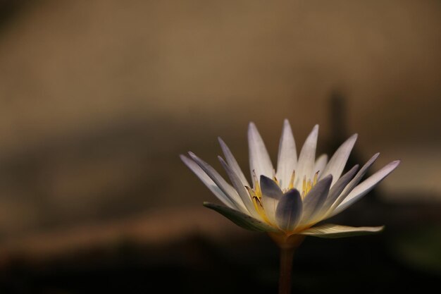 Photo close-up of white flower