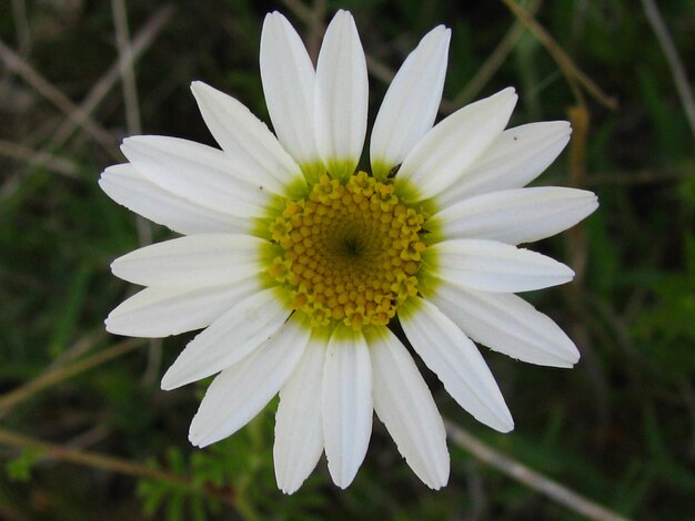 Close-up of white flower