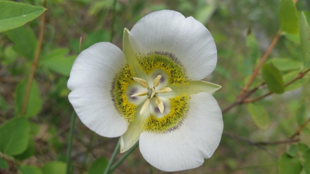 Foto prossimo piano di un fiore bianco