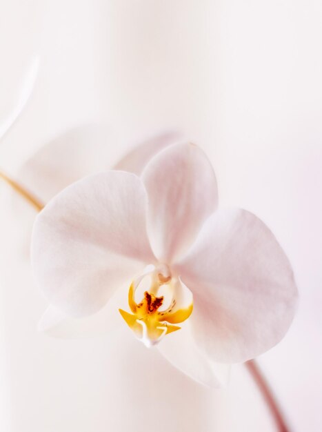 Foto prossimo piano di un fiore bianco