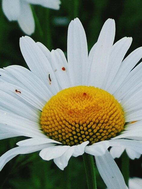 Photo close-up of white flower