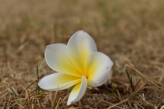 Foto prossimo piano di un fiore bianco