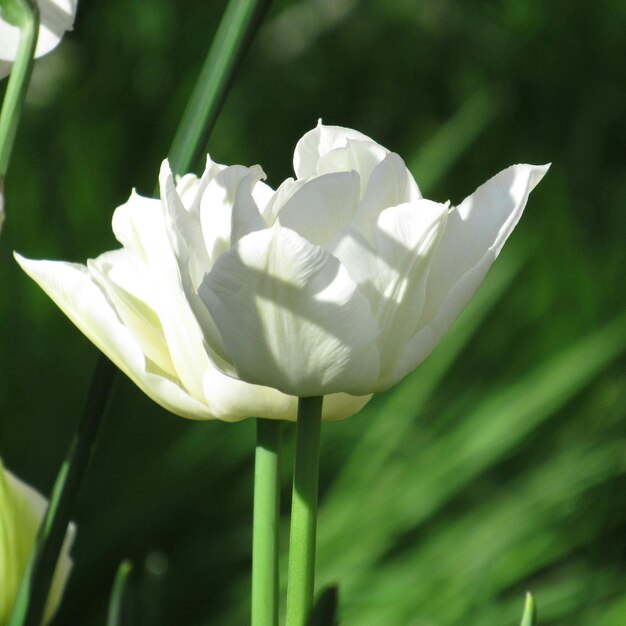 Close-up of white flower