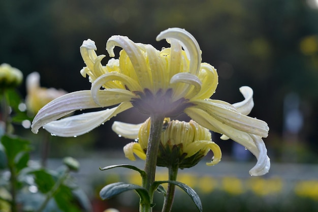 Foto prossimo piano di un fiore bianco