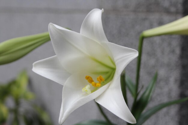 Photo close-up of white flower