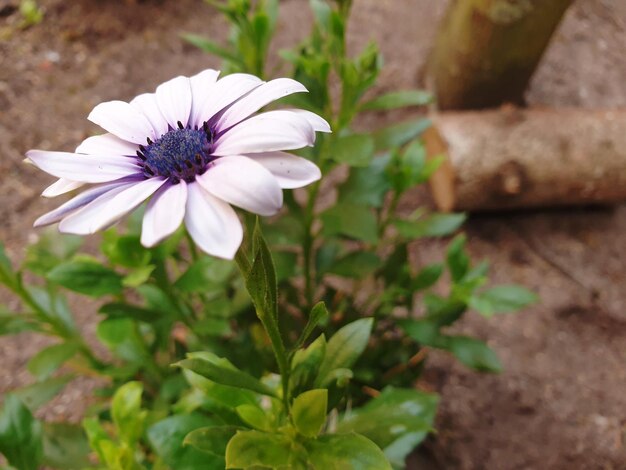 Foto prossimo piano di un fiore bianco