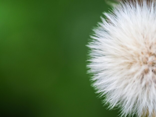 Foto prossimo piano di un fiore bianco