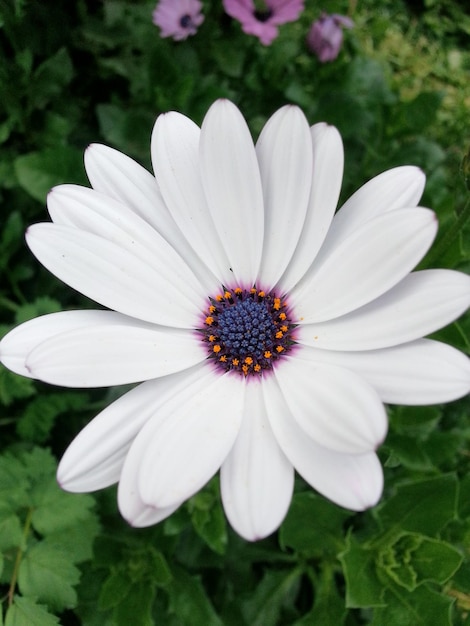 Close-up of white flower