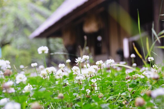 Close-up of white flower