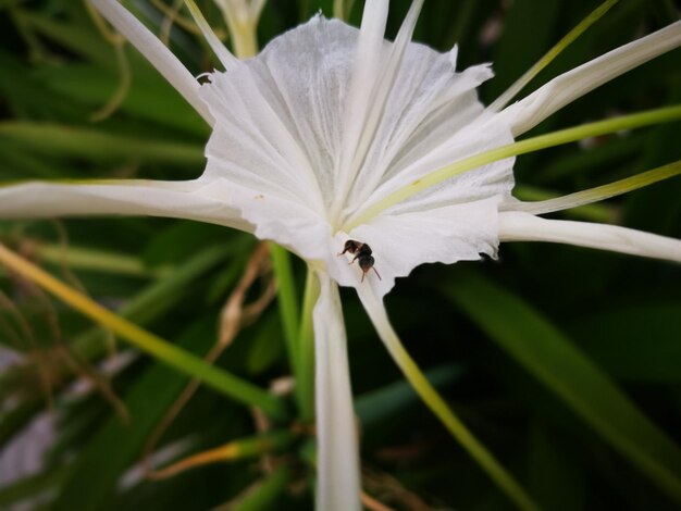 Close-up of white flower