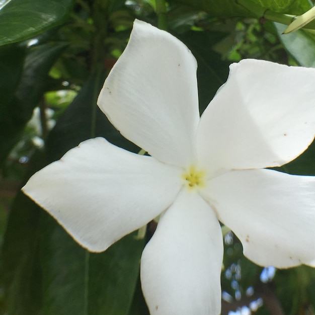 Close-up of white flower