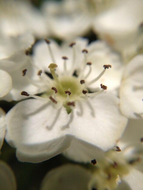 Close-up of white flower