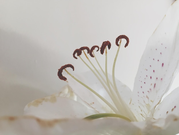 Photo close-up of white flower