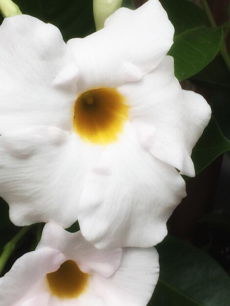 Close-up of white flower