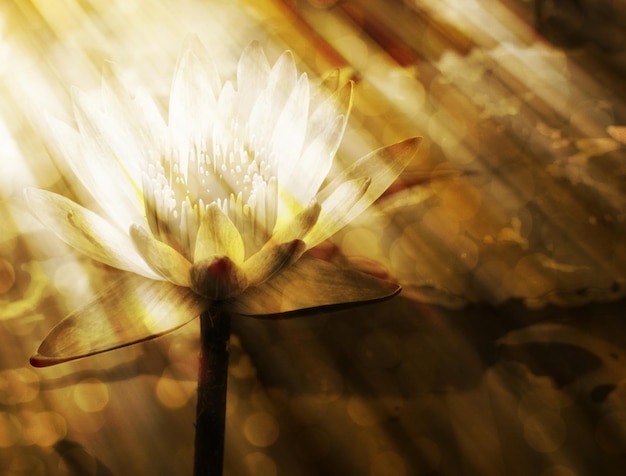 Foto close-up di un fiore bianco