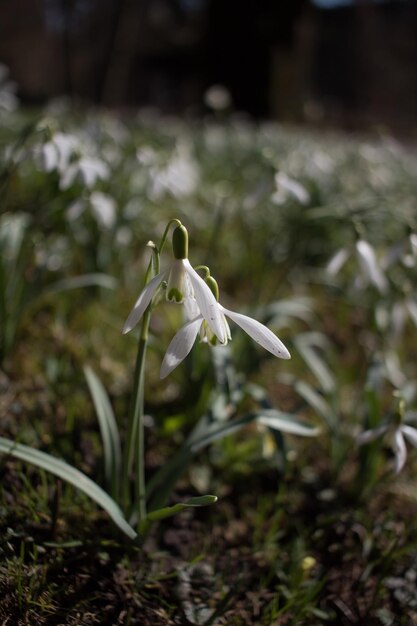 Photo close-up of white flower