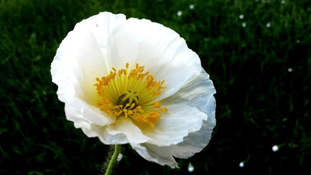 Close-up of white flower