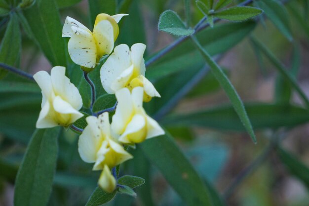 Close-up of white flower