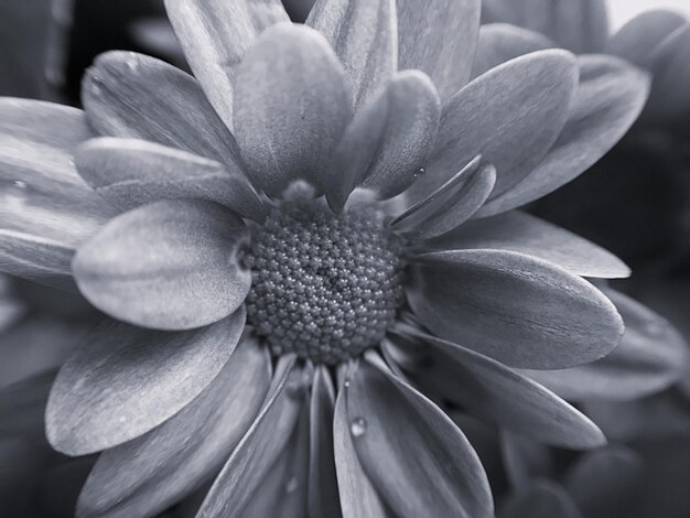 Photo close-up of white flower