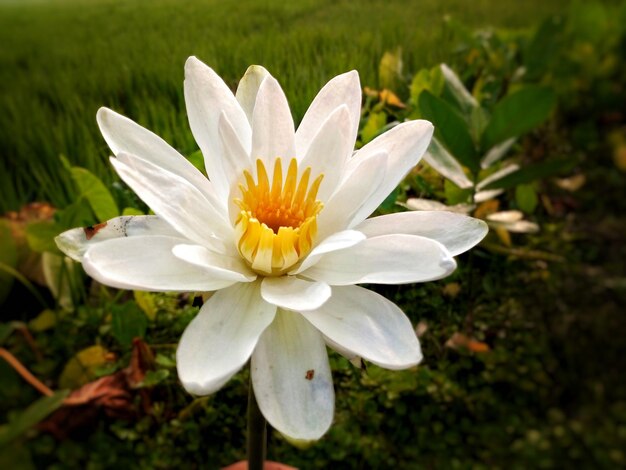 Close-up of white flower