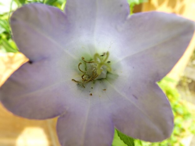 Foto prossimo piano di un fiore bianco