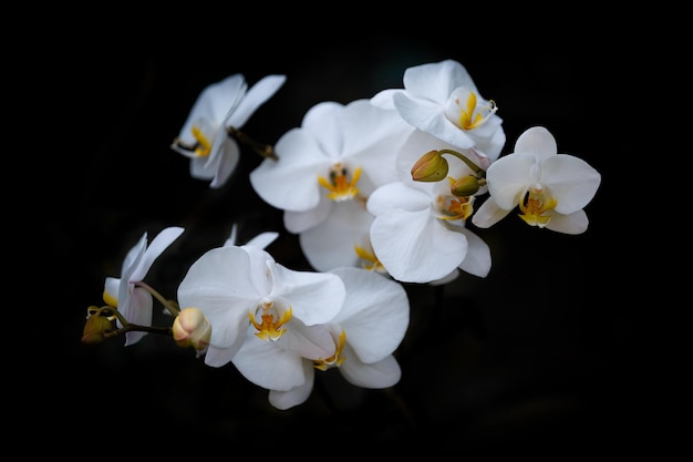 Photo close-up of white flowering plant against black background orchids