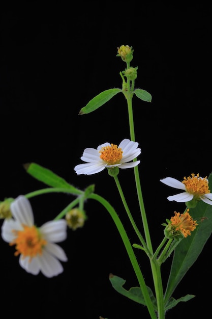 黒い背景の白い花の植物のクローズアップ