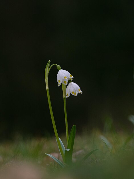 Foto close-up di una pianta a fiori bianchi su uno sfondo nero