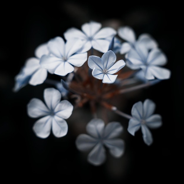 close-up of white flowering plant against black background