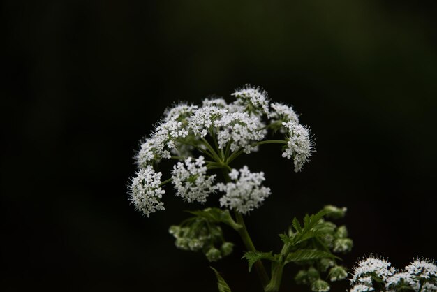 黒い背景の白い花の植物のクローズアップ