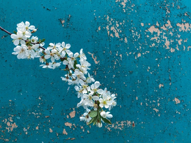 Photo close-up of white flowering plant against blue sky