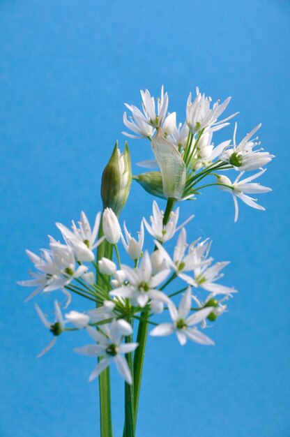 Close-up of white flowering plant against blue sky