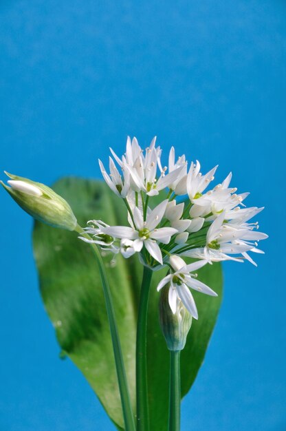 Close-up of white flowering plant against blue sky