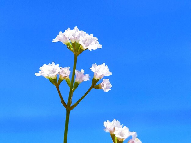 Close-up of white flowering plant against blue sky