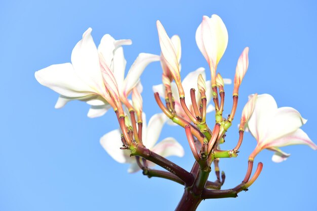 Close-up of white flowering plant against clear blue sky