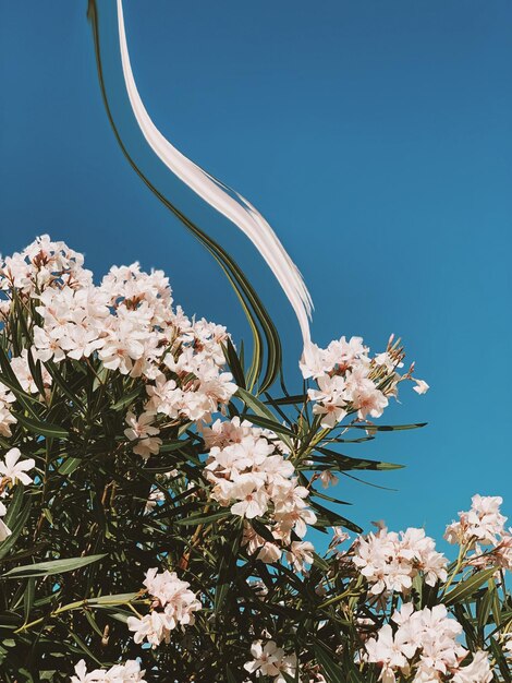 Photo close-up of white flowering plant against clear sky