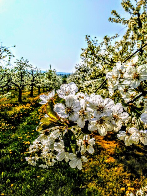 Close-up of white flowering plant against sky