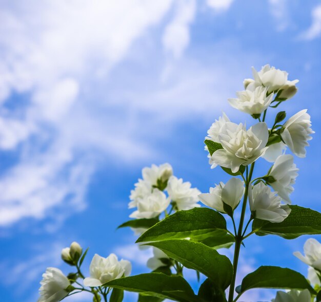 Close-up of white flowering plant against sky