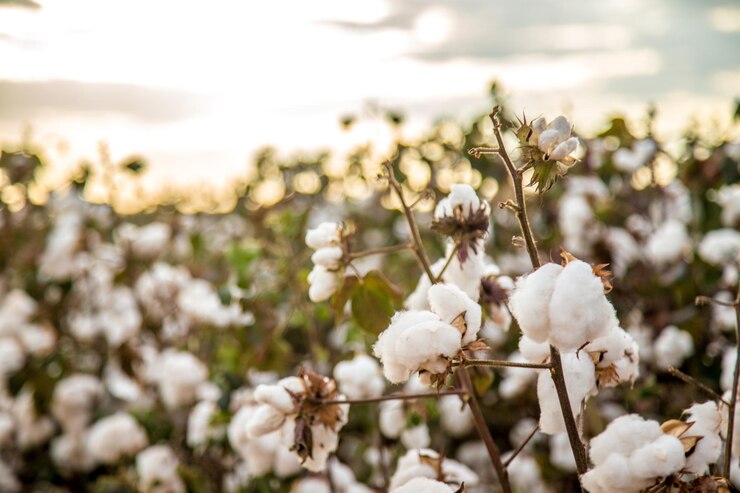 Photo close-up of white flowering plant against sky