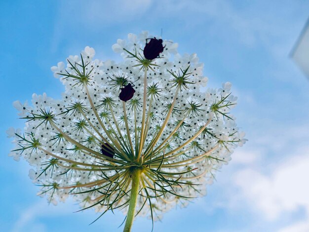 Close-up of white flowering plant against sky