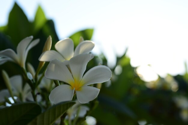 Close-up of white flowering plant against sky