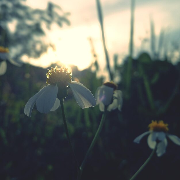 Close-up of white flowering plant against sky