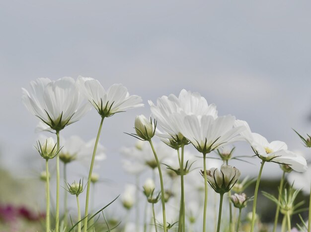 Photo close-up of white flowering plant against sky