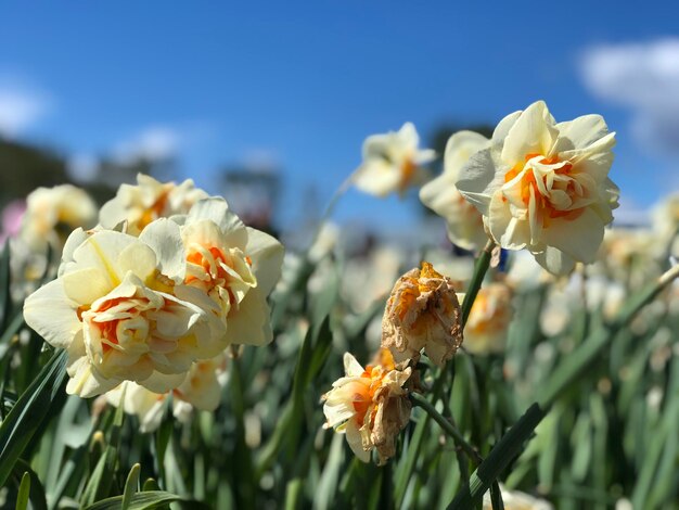 Close-up of white flowering plant against sky