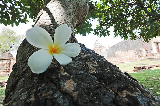 Close-up of white flowering plant against tree trunk