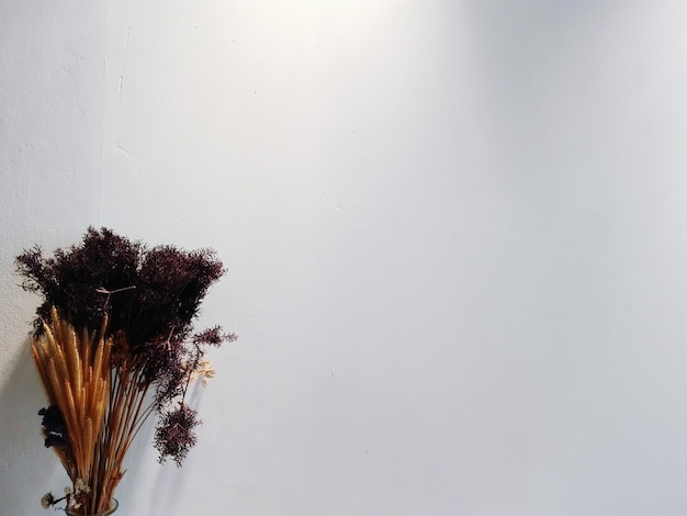 Photo close-up of white flowering plant against wall