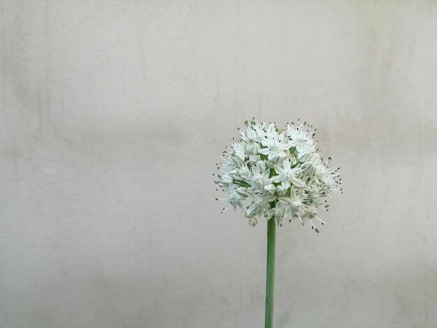 Close-up of white flowering plant against wall