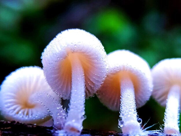 Foto prossimo piano di una pianta a fiori bianchi durante l'inverno