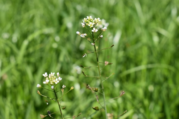 Close-up of white flowering plant on field